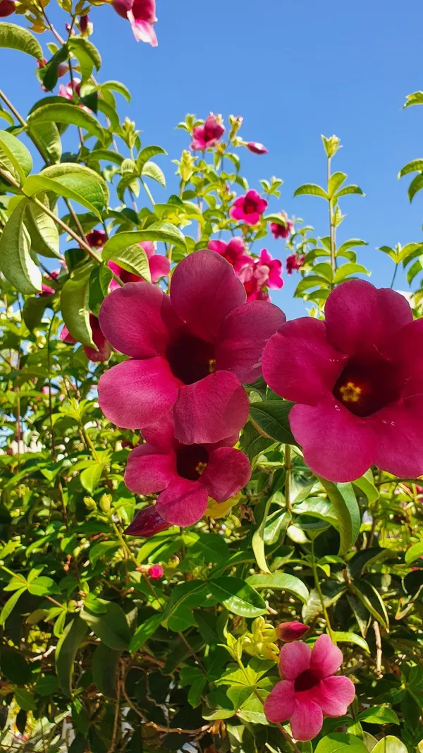 ALLAMANDA_RED_FLOWER__PLANT_(HEIGHT_1.5-FT_-_2-FT)_FOR_HOME_GARDEN,_PACK_OF_1