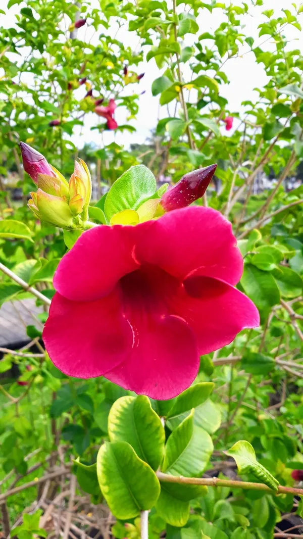 ALLAMANDA_RED_FLOWER__PLANT_(HEIGHT_1.5-FT_-_2-FT)_FOR_HOME_GARDEN,_PACK_OF_1