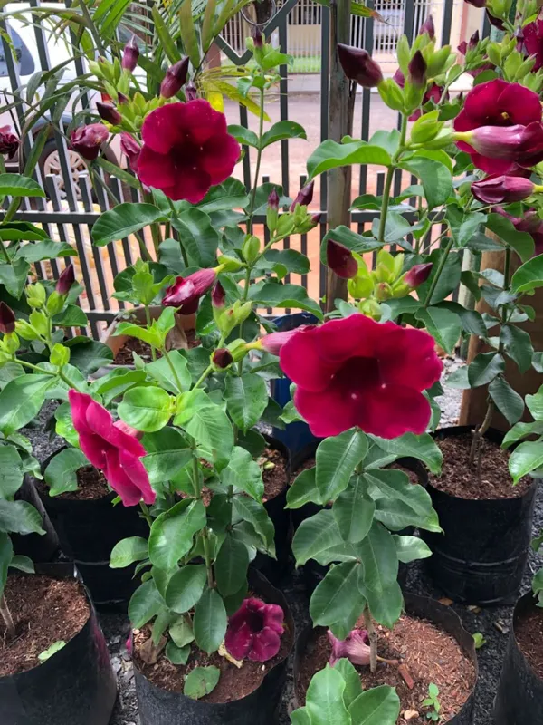 ALLAMANDA_RED_FLOWER__PLANT_(HEIGHT_1.5-FT_-_2-FT)_FOR_HOME_GARDEN,_PACK_OF_1