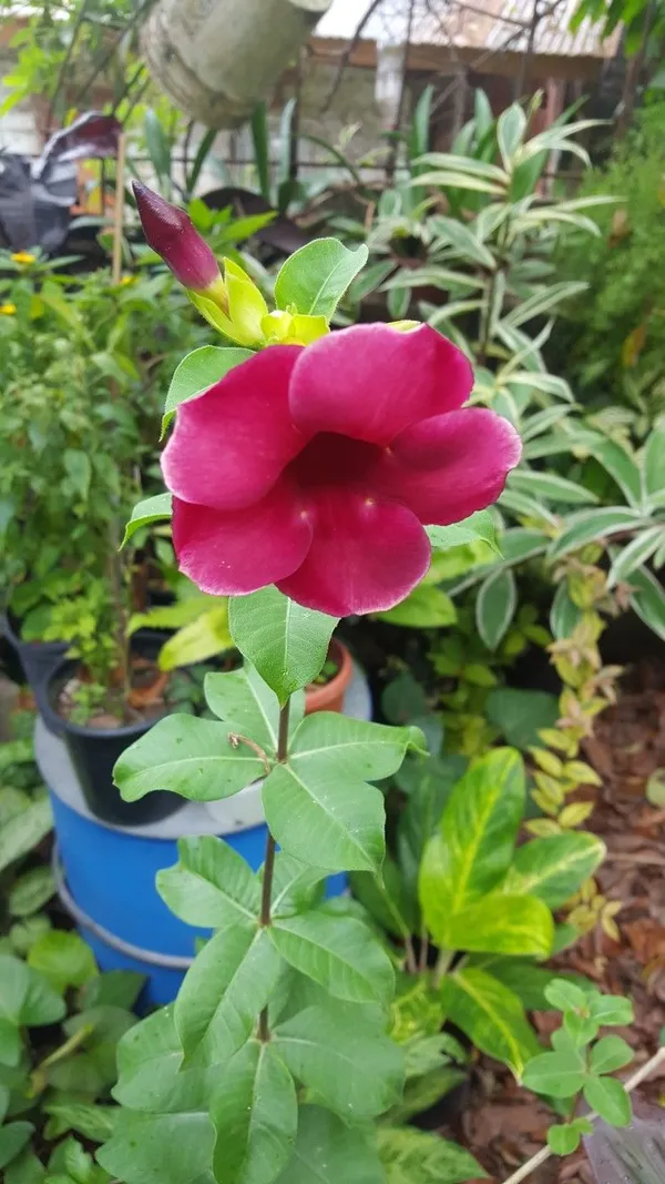 ALLAMANDA_RED_FLOWER__PLANT_(HEIGHT_1.5-FT_-_2-FT)_FOR_HOME_GARDEN,_PACK_OF_1
