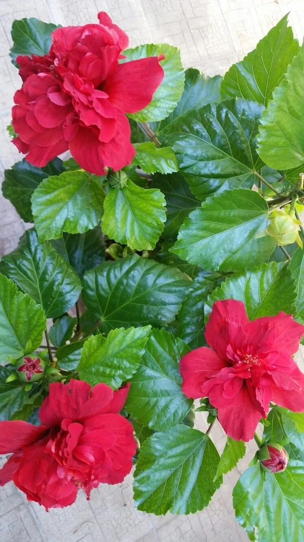 Gorgeous_Red_Hibiscus_(Double_Patel)_Flowering_Plant_&_Tree_For_Home_Garden,_Pack_Of_1