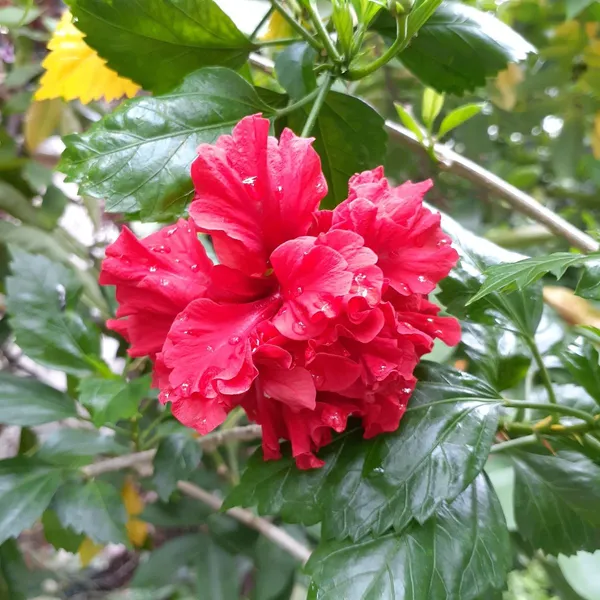 Gorgeous_Red_Hibiscus_(Double_Patel)_Flowering_Plant_&_Tree_For_Home_Garden,_Pack_Of_1