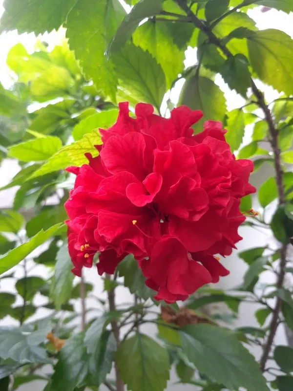 Gorgeous_Red_Hibiscus_(Double_Patel)_Flowering_Plant_&_Tree_For_Home_Garden,_Pack_Of_1