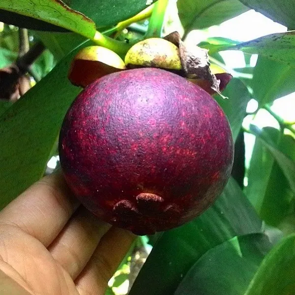 Greenery_Nursery®_Expensive_Mangosteen_Fruit_Plant_&_Tree_(1.5-3.5_Ft_Height)_Pack_Of_1