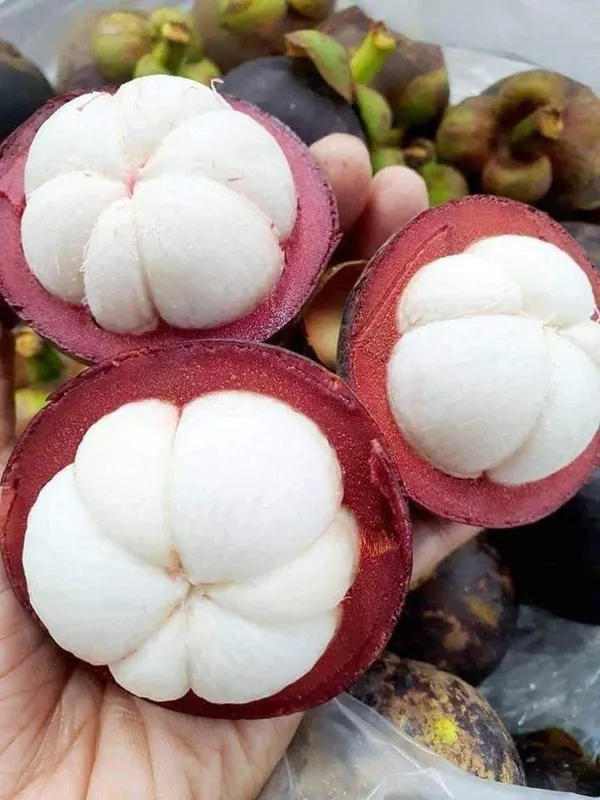 Greenery_Nursery®_Expensive_Mangosteen_Fruit_Plant_&_Tree_(1.5-3.5_Ft_Height)_Pack_Of_1