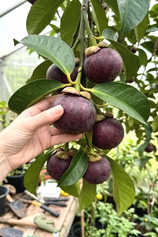 Greenery_Nursery®_Expensive_Mangosteen_Fruit_Plant_&_Tree_(1.5-3.5_Ft_Height)_Pack_Of_1