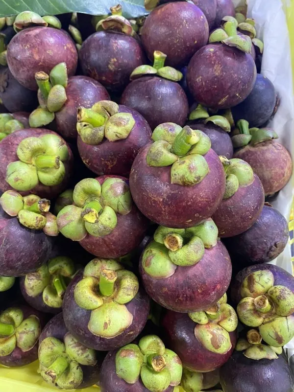 Greenery_Nursery®_Expensive_Mangosteen_Fruit_Plant_&_Tree_(1.5-3.5_Ft_Height)_Pack_Of_1