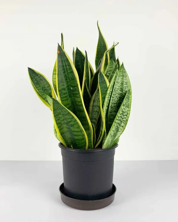 Yellow-Edged_Leaves_Excellent_Air_Purifier_Snake_Plant__For_Your_Home/Office/Garden_Decor,_Low-Maintenance_Yellow_Snake_Plant_(Pack_Of_1)