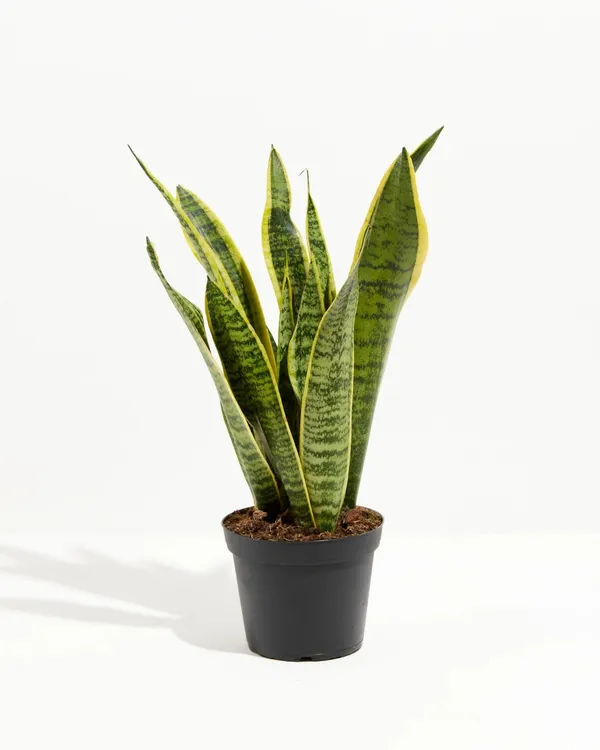 Yellow-Edged_Leaves_Excellent_Air_Purifier_Snake_Plant__For_Your_Home/Office/Garden_Decor,_Low-Maintenance_Yellow_Snake_Plant_(Pack_Of_1)