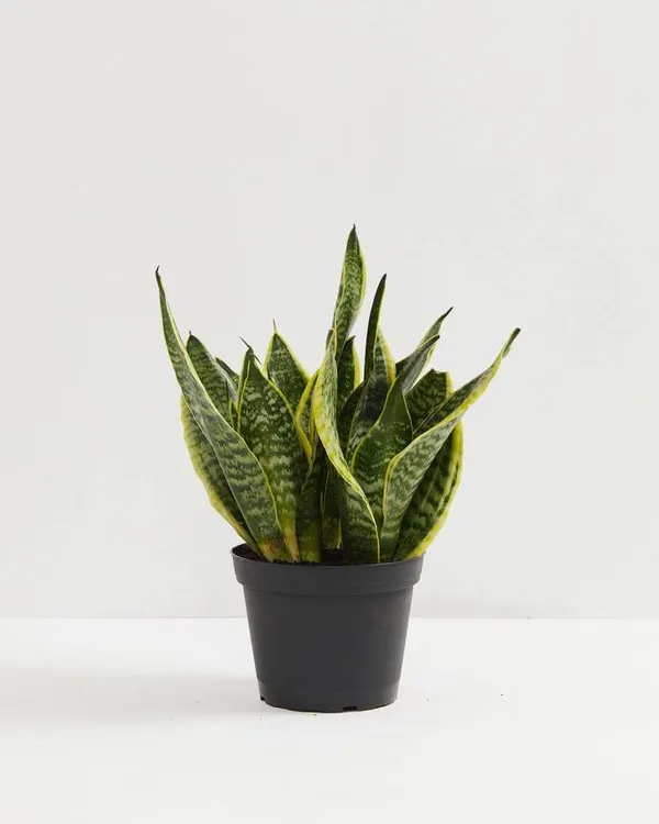 Yellow-Edged_Leaves_Excellent_Air_Purifier_Snake_Plant__For_Your_Home/Office/Garden_Decor,_Low-Maintenance_Yellow_Snake_Plant_(Pack_Of_1)