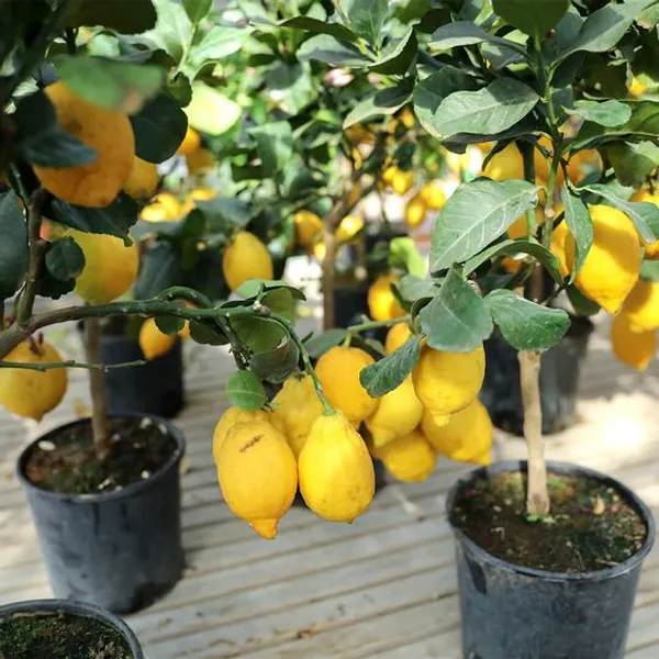 Yellow_Lemon_Hybrid_Fruit_Plant_&_Tree_(1.5-3.5_Ft_Height)_For_Home_Garden,_Well_Watered_Lamon_Plant_(Pack_Of_1)