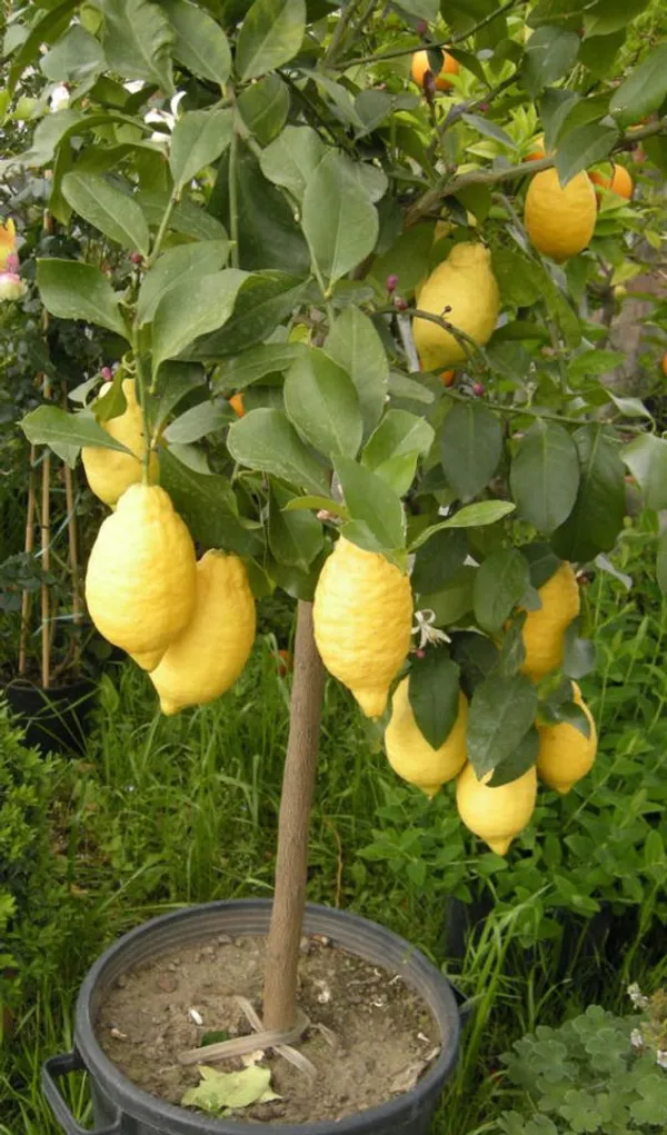 Yellow_Lemon_Hybrid_Fruit_Plant_&_Tree_(1.5-3.5_Ft_Height)_For_Home_Garden,_Well_Watered_Lamon_Plant_(Pack_Of_1)
