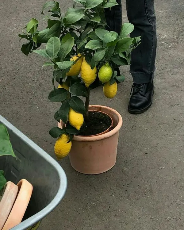 Yellow_Lemon_Hybrid_Fruit_Plant_&_Tree_(1.5-3.5_Ft_Height)_For_Home_Garden,_Well_Watered_Lamon_Plant_(Pack_Of_1)