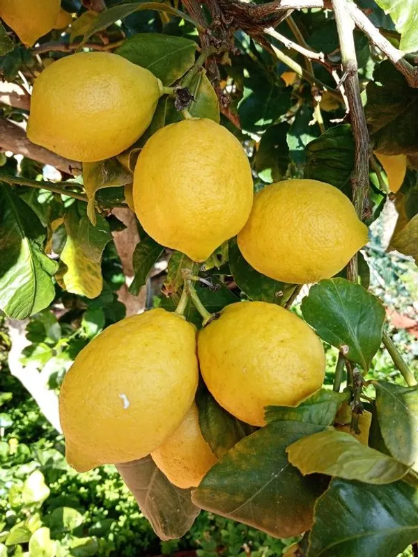 Yellow_Lemon_Hybrid_Fruit_Plant_&_Tree_(1.5-3.5_Ft_Height)_For_Home_Garden,_Well_Watered_Lamon_Plant_(Pack_Of_1)