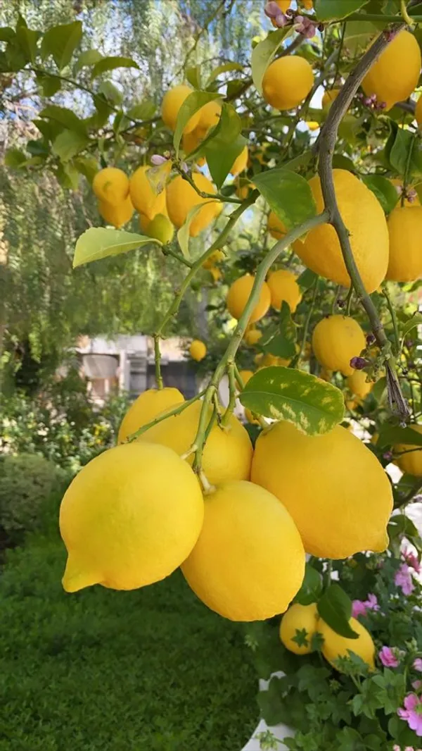 Yellow_Lemon_Hybrid_Fruit_Plant_&_Tree_(1.5-3.5_Ft_Height)_For_Home_Garden,_Well_Watered_Lamon_Plant_(Pack_Of_1)