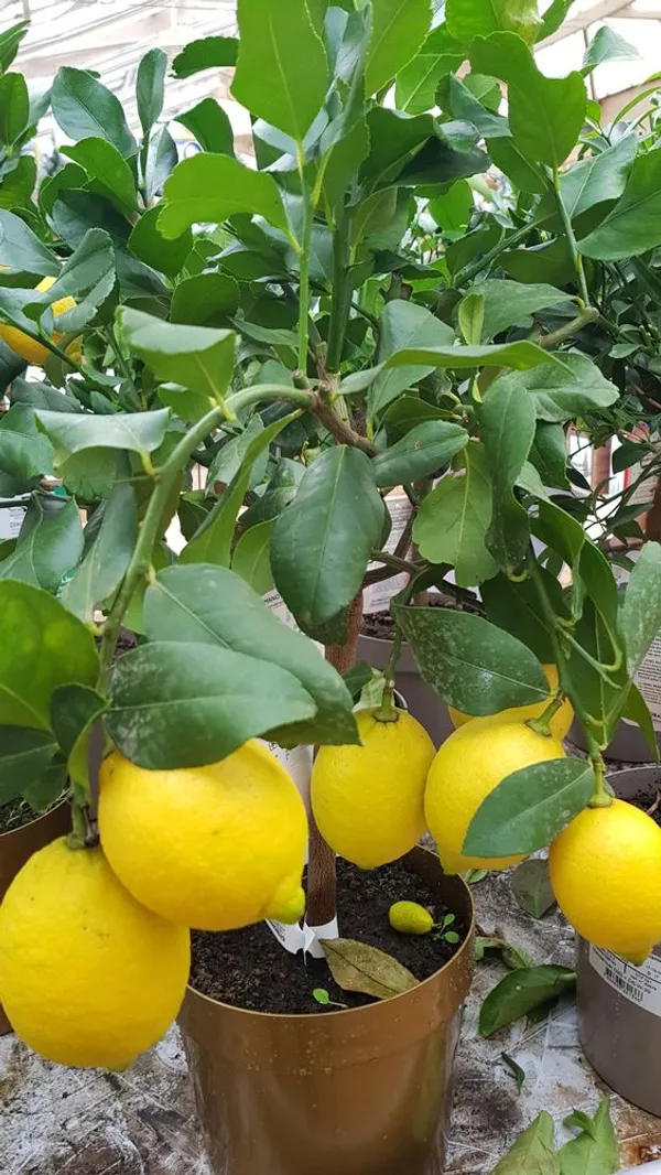 Yellow_Lemon_Hybrid_Fruit_Plant_&_Tree_(1.5-3.5_Ft_Height)_For_Home_Garden,_Well_Watered_Lamon_Plant_(Pack_Of_1)