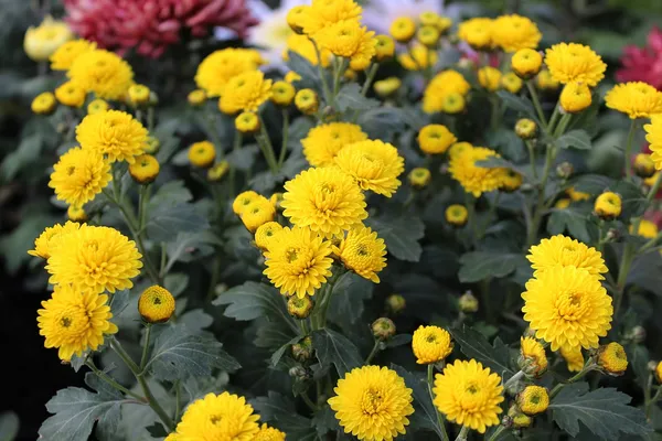 Yellow__Chrysanthemum/Chandramallika_Flower_Plant_(1.5-3.5_Ft_Height)_For_Shrub/Bush/Home_Gardening_Well_Watered_Hybrid_Chandramallika_Flower_Plant_(Pack_Of_1)