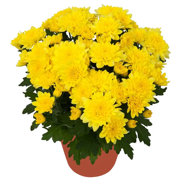 Yellow__Chrysanthemum/Chandramallika_Flower_Plant_(1.5-3.5_Ft_Height)_For_Shrub/Bush/Home_Gardening_Well_Watered_Hybrid_Chandramallika_Flower_Plant_(Pack_Of_1)