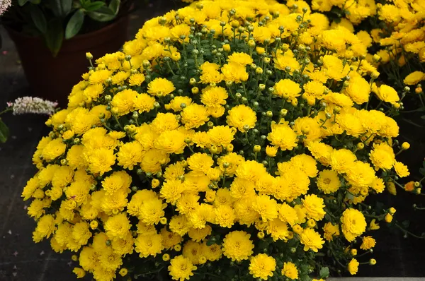 Yellow__Chrysanthemum/Chandramallika_Flower_Plant_(1.5-3.5_Ft_Height)_For_Shrub/Bush/Home_Gardening_Well_Watered_Hybrid_Chandramallika_Flower_Plant_(Pack_Of_1)