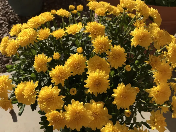 Yellow__Chrysanthemum/Chandramallika_Flower_Plant_(1.5-3.5_Ft_Height)_For_Shrub/Bush/Home_Gardening_Well_Watered_Hybrid_Chandramallika_Flower_Plant_(Pack_Of_1)