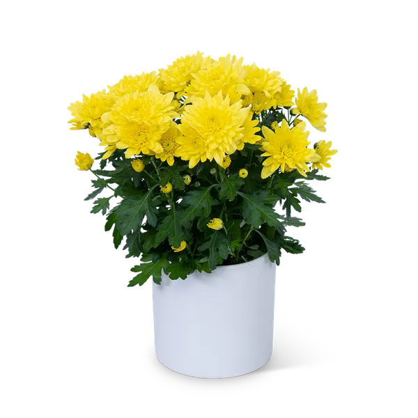 Yellow__Chrysanthemum/Chandramallika_Flower_Plant_(1.5-3.5_Ft_Height)_For_Shrub/Bush/Home_Gardening_Well_Watered_Hybrid_Chandramallika_Flower_Plant_(Pack_Of_1)