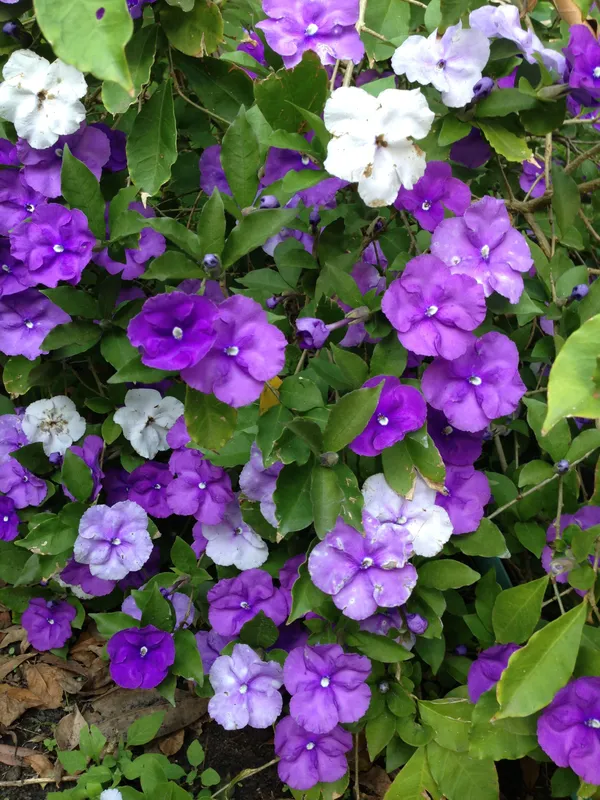 Yesterday-Today-&-Tomorrow_Brunfelsia__Flowers_(Bloom_Purple,_Fade_to_Lavender,_Then_Turn_White)_Plant_For_Enhance_Your_Home_Garden_Beauty,_Pack_Of_1