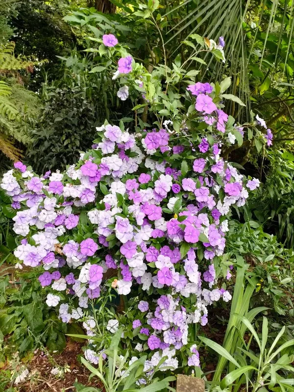 Yesterday-Today-&-Tomorrow_Brunfelsia__Flowers_(Bloom_Purple,_Fade_to_Lavender,_Then_Turn_White)_Plant_For_Enhance_Your_Home_Garden_Beauty,_Pack_Of_1