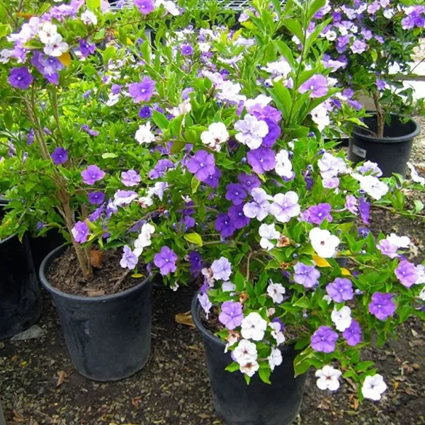 Yesterday-Today-&-Tomorrow_Brunfelsia__Flowers_(Bloom_Purple,_Fade_to_Lavender,_Then_Turn_White)_Plant_For_Enhance_Your_Home_Garden_Beauty,_Pack_Of_1