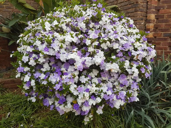 Yesterday-Today-&-Tomorrow_Brunfelsia__Flowers_(Bloom_Purple,_Fade_to_Lavender,_Then_Turn_White)_Plant_For_Enhance_Your_Home_Garden_Beauty,_Pack_Of_1