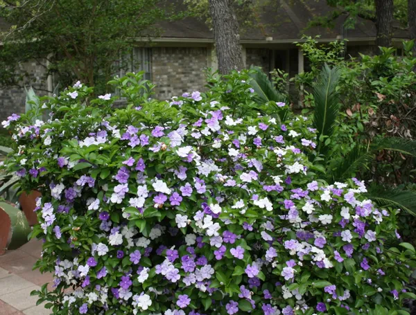Yesterday-Today-&-Tomorrow_Brunfelsia__Flowers_(Bloom_Purple,_Fade_to_Lavender,_Then_Turn_White)_Plant_For_Enhance_Your_Home_Garden_Beauty,_Pack_Of_1