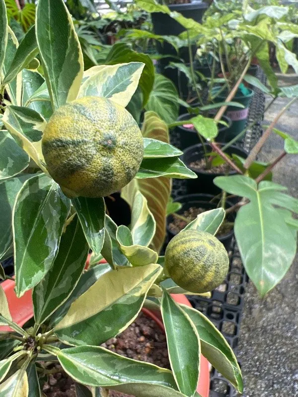 Variegated_Sweet_Lemon/Lime_Mousambi__Fruit_Plant_&_Tree_For_Home_Garden_(Pack_Of_1)
