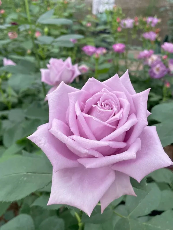 Attractive_Blue_Moon_Rose_Plant_–_Healthy_Flowering_Rose_Bush_for_Home_Garden_&_Outdoor_Decoration_|_Easy_to_Grow_|_Pack_Of_1