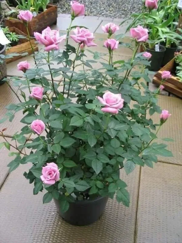 Attractive_Blue_Moon_Rose_Plant_–_Healthy_Flowering_Rose_Bush_for_Home_Garden_&_Outdoor_Decoration_|_Easy_to_Grow_|_Pack_Of_1
