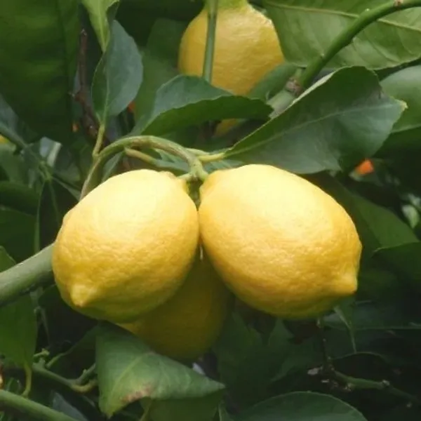 Malaysian_Lemon_Plant_popular_seedless_lemon_variety_r_Home_Gardening,_Plant_Size:_1.5-3.5_Ft_Suitable_Location_Outdoor,_(Air_Layering,_Pack_Of_1)