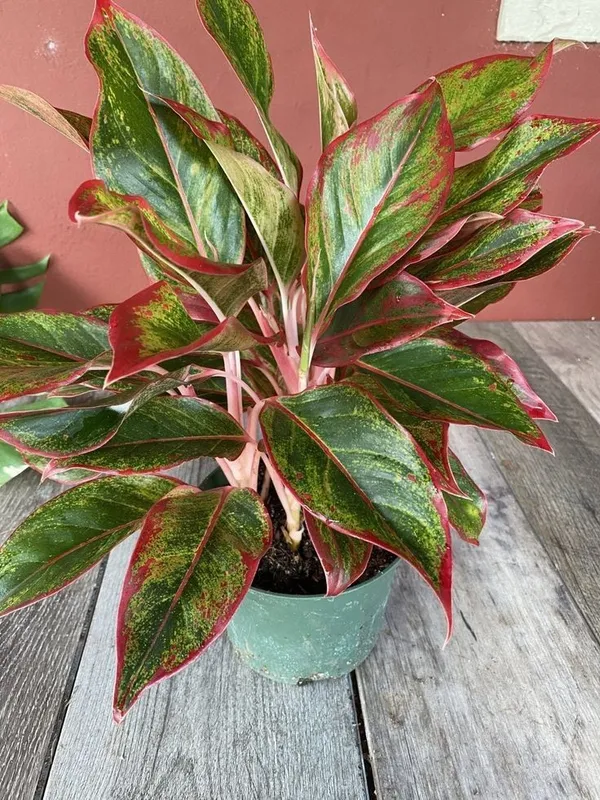Aglaonema_Indoor_Plant_For_Home_Decoration_&_Gardening_Aglaonema_Air_Purifying_Healthy_Plant_(Pack_Of_1)