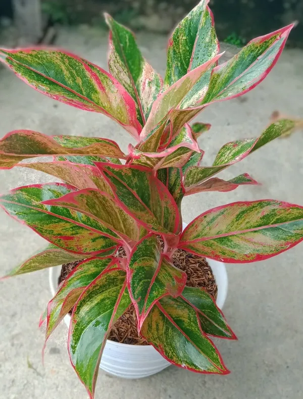 Aglaonema_Indoor_Plant_For_Home_Decoration_&_Gardening_Aglaonema_Air_Purifying_Healthy_Plant_(Pack_Of_1)