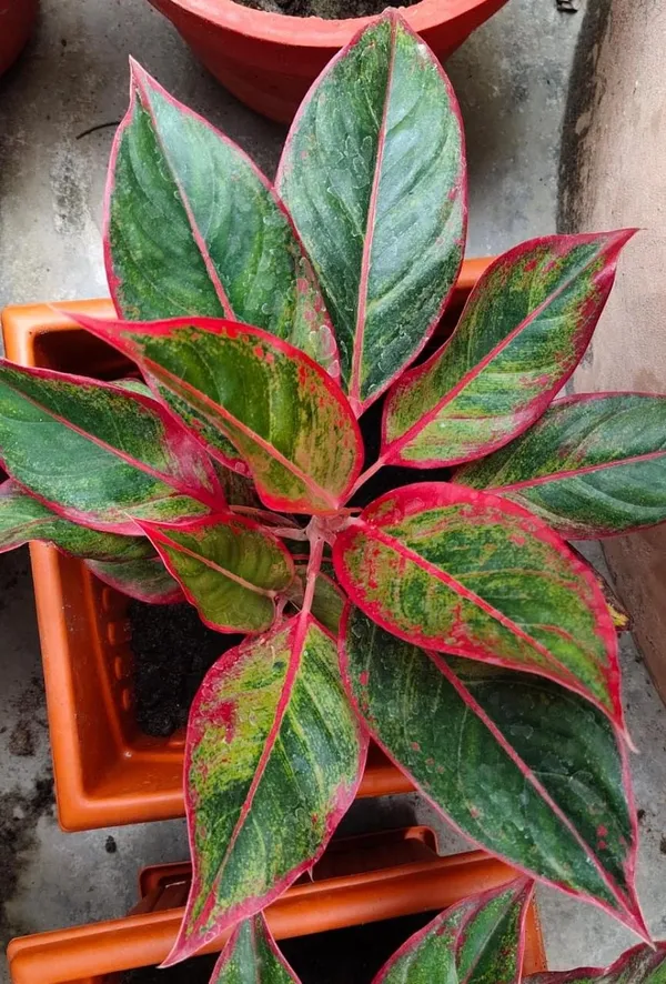 Aglaonema_Indoor_Plant_For_Home_Decoration_&_Gardening_Aglaonema_Air_Purifying_Healthy_Plant_(Pack_Of_1)