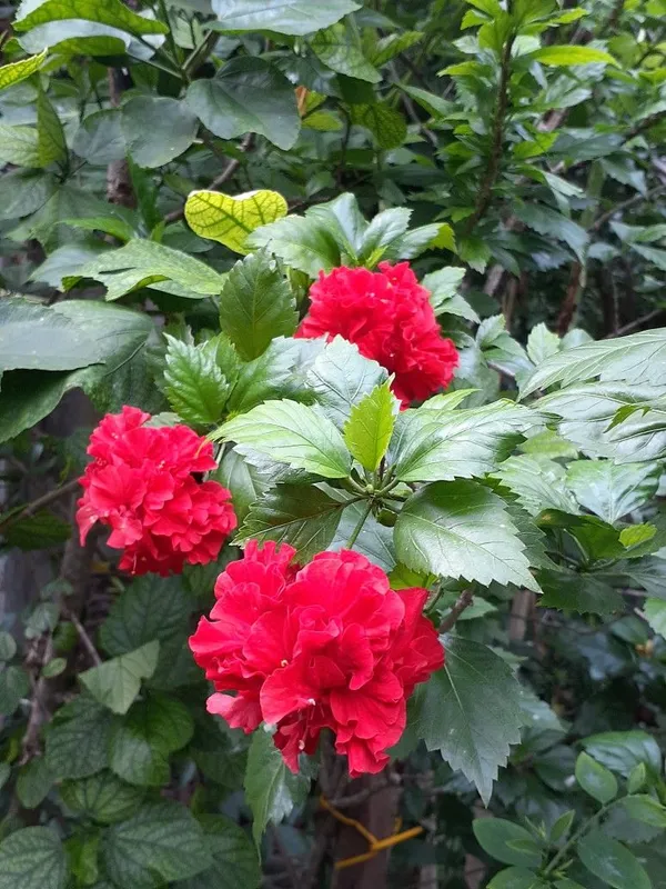 Greenery_Nursery®_Double_Patel_Red_Hibiscus_Flowering_Plant_(Hybrid,_Pack_Of_1)