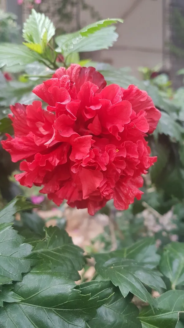 Greenery_Nursery®_Double_Patel_Red_Hibiscus_Flowering_Plant_(Hybrid,_Pack_Of_1)