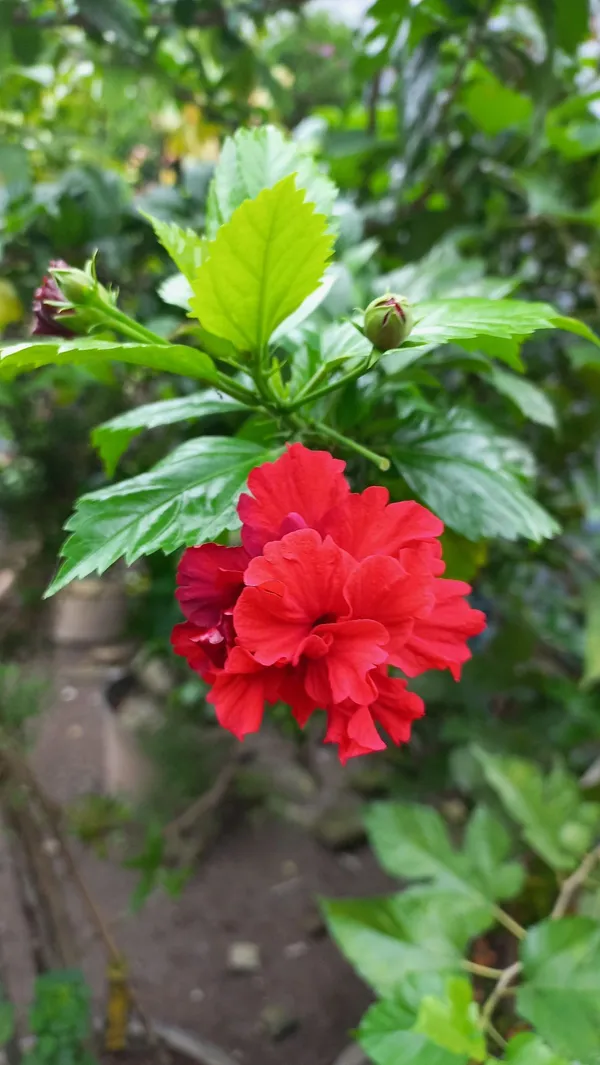 Greenery_Nursery®_Double_Patel_Red_Hibiscus_Flowering_Plant_(Hybrid,_Pack_Of_1)