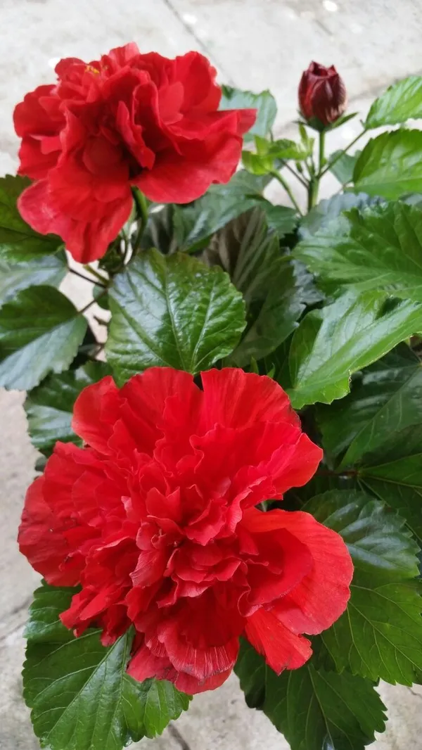 Greenery_Nursery®_Double_Patel_Red_Hibiscus_Flowering_Plant_(Hybrid,_Pack_Of_1)