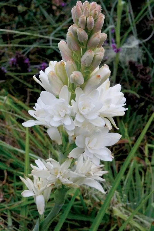 White_Beauty__Rajnigandha_Flower_Plant_Bulbs_For_Home_Garden_(Hybrid,_Pack_Of_1)
