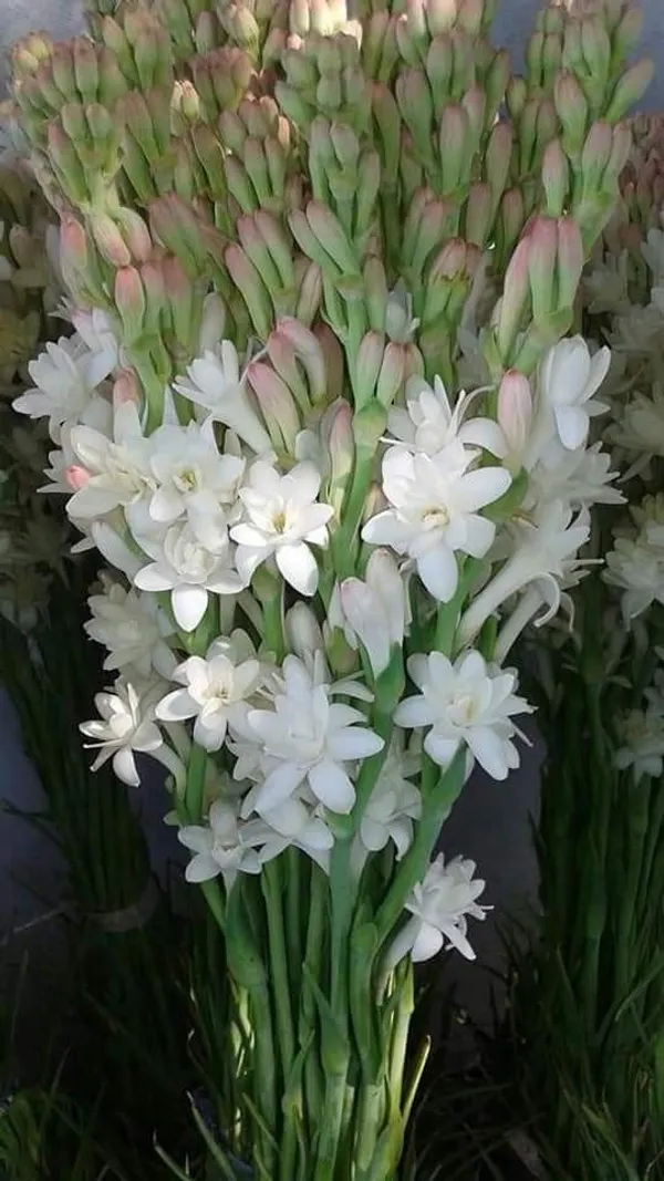 White_Beauty__Rajnigandha_Flower_Plant_Bulbs_For_Home_Garden_(Hybrid,_Pack_Of_1)
