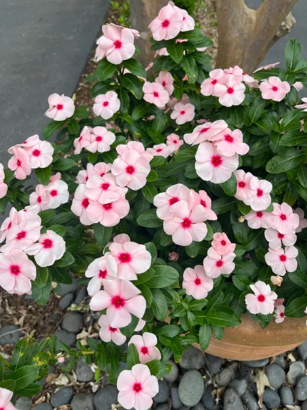 Rosy_Periwinkle/Madagascar_Periwinkle_Flower_Plant_For_Home_Gardening_(1.5-2.5_Ft_Height)_Pack_Of_1