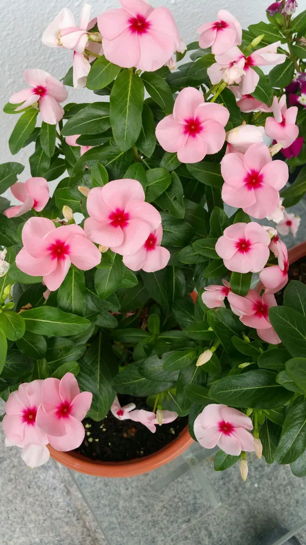 Rosy_Periwinkle/Madagascar_Periwinkle_Flower_Plant_For_Home_Gardening_(1.5-2.5_Ft_Height)_Pack_Of_1