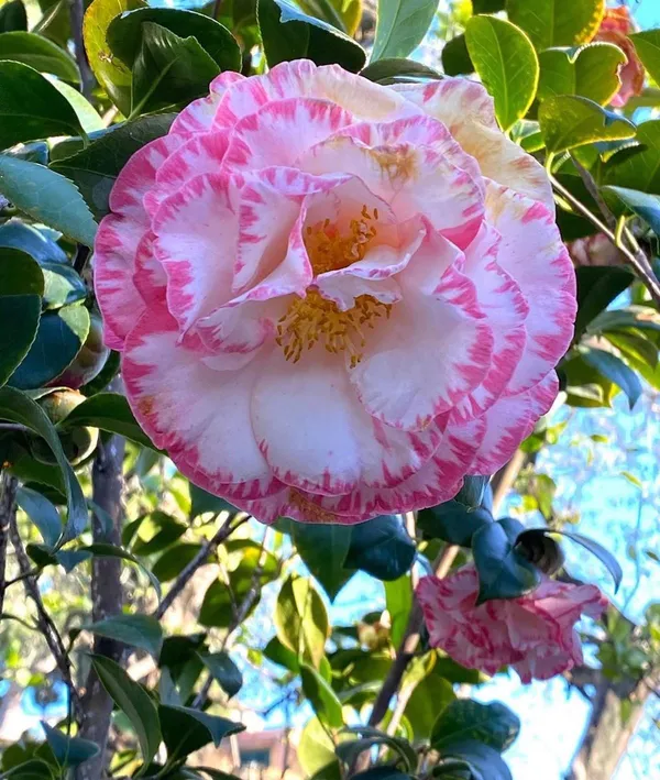 Beautiful_Margaret_Davis_Camellia_Flower_Plant_&_Tree_For_Shrub/Bush/Home_Gardening_(Hybrid,_Pack_Of_1)