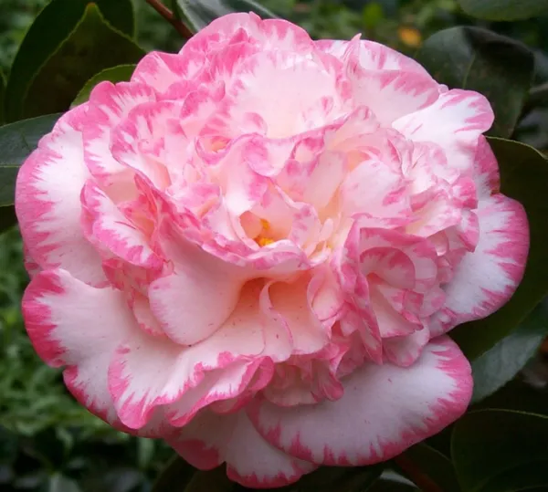 Beautiful_Margaret_Davis_Camellia_Flower_Plant_&_Tree_For_Shrub/Bush/Home_Gardening_(Hybrid,_Pack_Of_1)