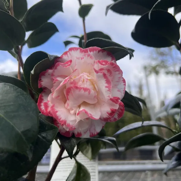Beautiful_Margaret_Davis_Camellia_Flower_Plant_&_Tree_For_Shrub/Bush/Home_Gardening_(Hybrid,_Pack_Of_1)