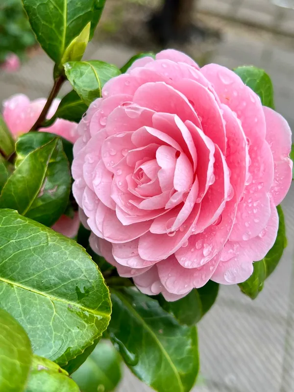 Camellia_(Pink)_Flowering_Shrub_Plant_&_Tree_For_Your_Sweet_Home_Garden_(Pack_Of_1)