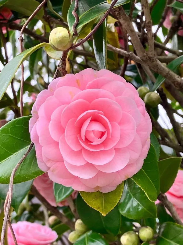 Camellia_(Pink)_Flowering_Shrub_Plant_&_Tree_For_Your_Sweet_Home_Garden_(Pack_Of_1)